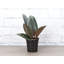 Live Burgundy Rubber Plant-49662165