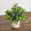8 po Mini plante artificielle en pot - ensemble de 3
