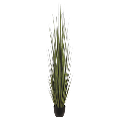 86 INCH REED GRASS IN POT GR
