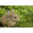 Hare Cub Jumping Statue