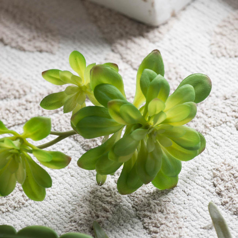 Fausse double succulentes Dudleya - ensemble de 6 - vert