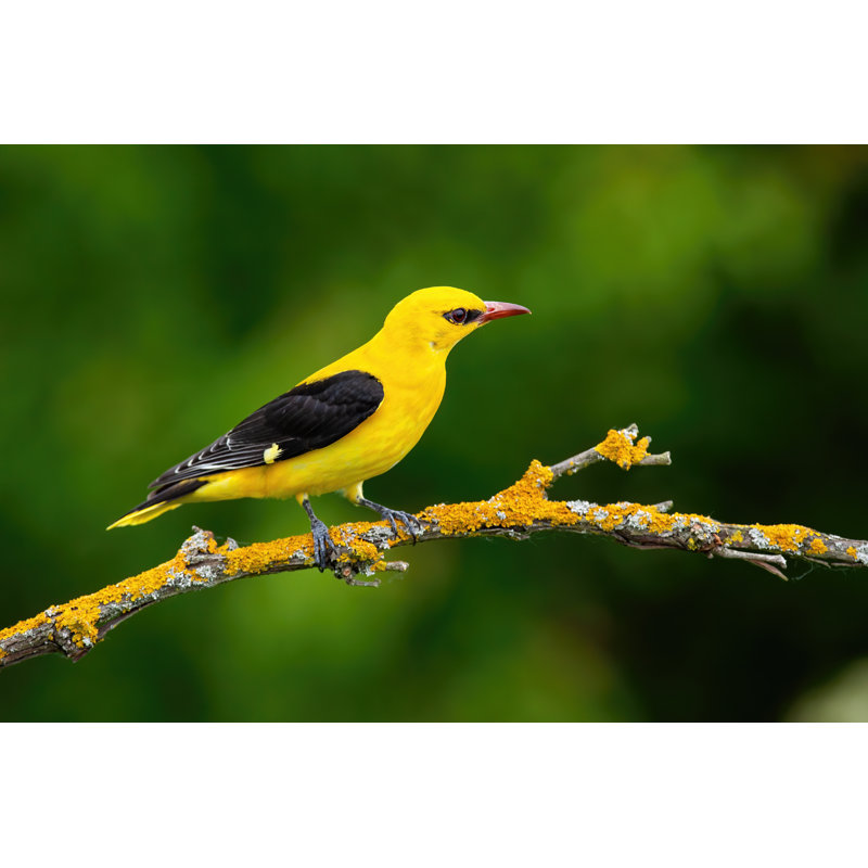 Indian Golden Oriole by JMrocek - Wrapped Canvas Print, 30cm H x 46cm W
