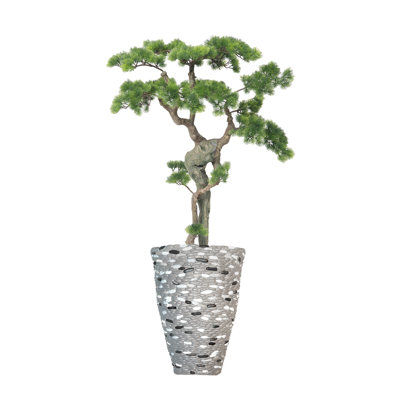 Bonsai 57 po H
