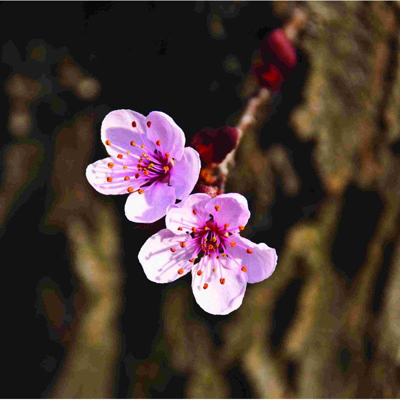 Fleurs roses - Photographie sur toile tendue, H 12 po x l 12 po