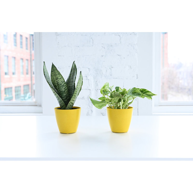 Zeylancia Snake Plant in Yellow Biodegradable Pot