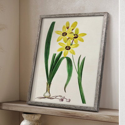 AntiqueFloralFolioVI, reproduction encadrée - bois massif 2768842