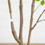 5 pi. Cornouiller artificiel-1208039524