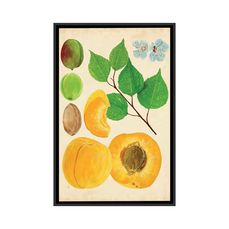« abricot study ii », reproduction d’impression sur toile tendue, H 26 po x l 18 po x P 1,5 po, Toile avec cadre noir