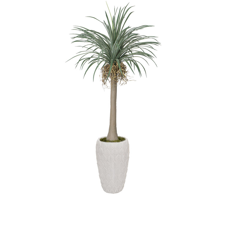 Arbre à dragon Dracaena de 93,5 po Roera