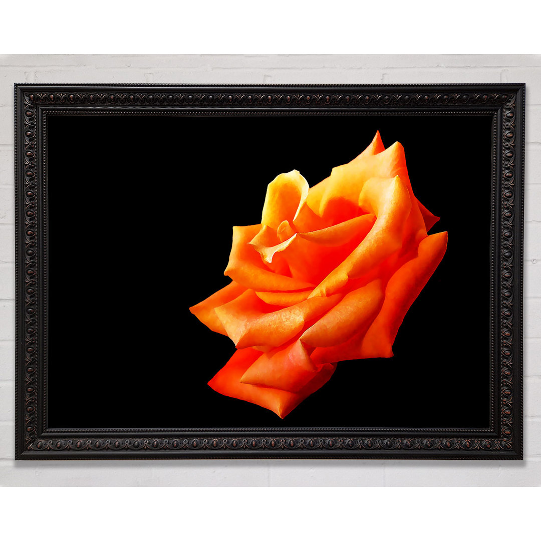 Einzelne Orange Rose In Bloom - Einzelne Bilderrahmen Kunstdrucke