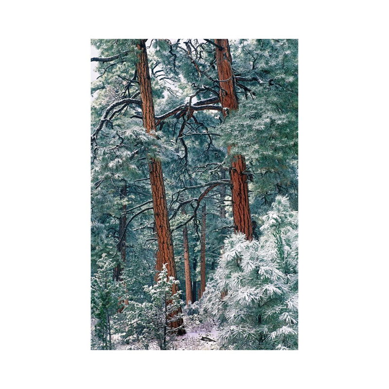 Ponderosa Pine Forest After Fresh Snowfall, Rocky Mountain National Park, Colorado by Tim Fitzharris - Wrapped Canvas Print