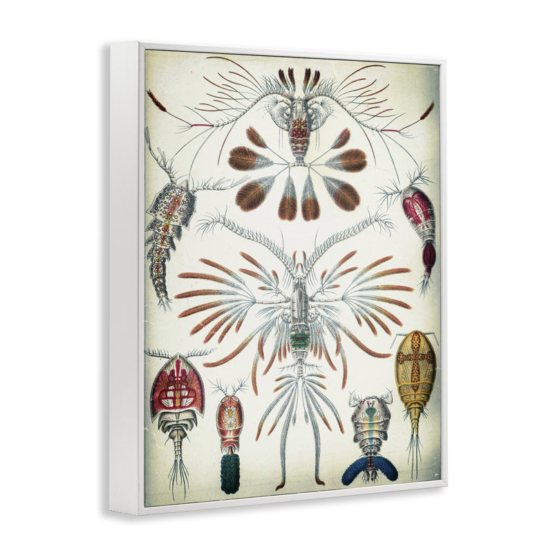 «Vintage Crustacean Diagram», estampe numérique encadrée par Graffi * Tee Studios, H 30 po x l 24 po, Blanc