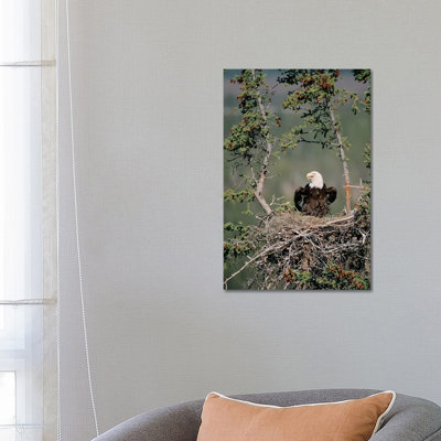 Bald Eagle Calling On Nest, Alaska by Michael Quinton - Wrapped Canvas Gallery-Wrapped Canvas Giclée