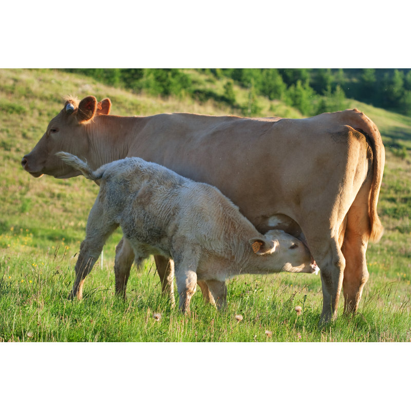 Cow In A Prairie by Chrisroll - Wrapped Canvas Print, 30cm H x 46cm W