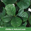 Plant-986871588
