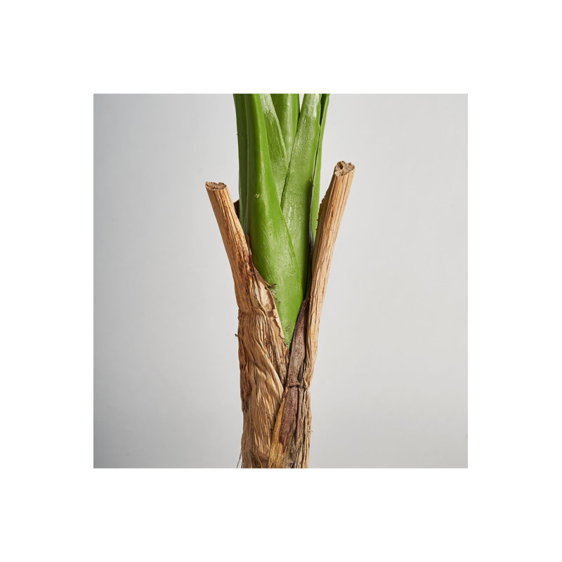 Monstera Tracie
