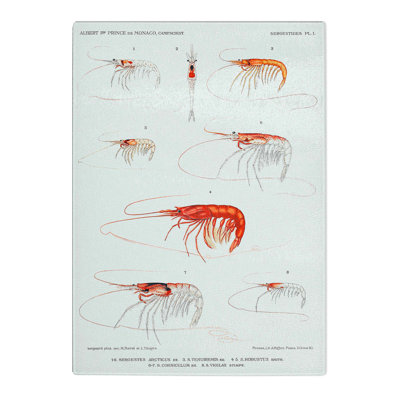 Tempered Glass Selection of Shrimp by Albert I Chopping Board