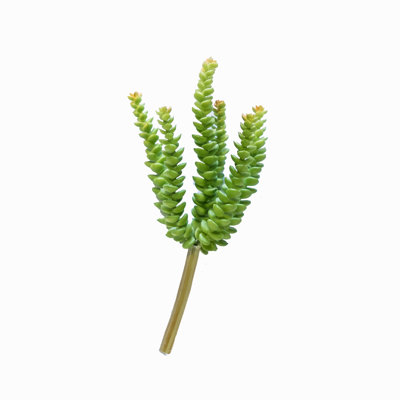 Succulent sedum