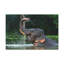 No Frame Print on Canvas