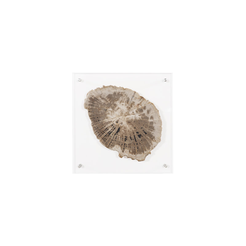 Floating Petrified Slice Wall Décor