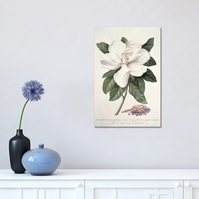 " Magnolia " by Georg Dionysius Ehret
