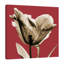 Red Luster Tulip_H30 1 Piece Wrapped Canvas Wall Art-789846842