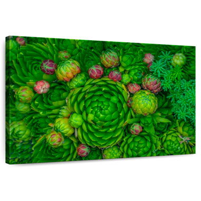 Plantes grasses vertes Harnek