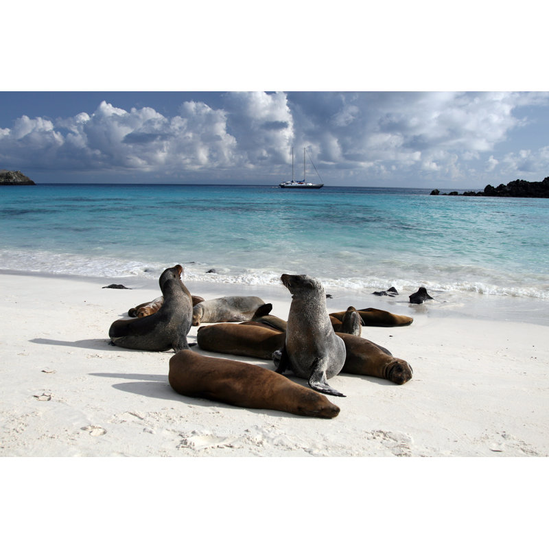 Galapagos Sea Lions by Onfokus, 32" H x 48" W
