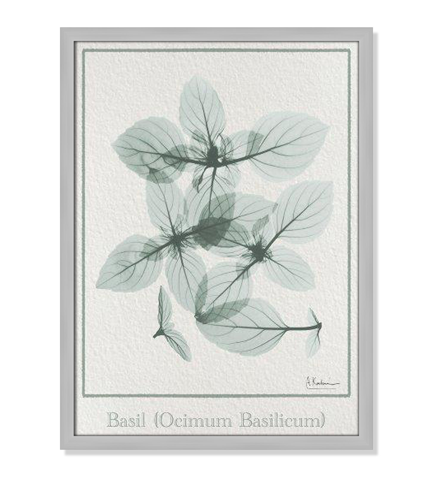 Basil Ocimum Basicicum Framed On Paper by Albert Koetsier Print, Matte Silver Framed Paper, 23" H x 17" W x 1.25" D