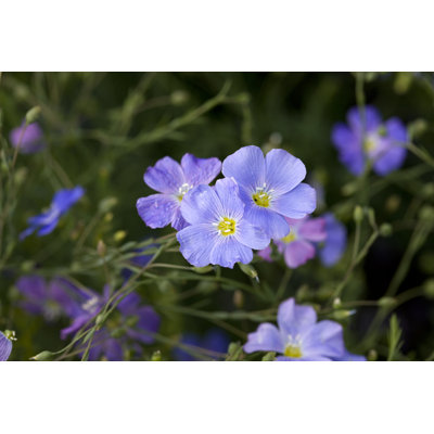 Blue Flax (Linum Perenne) by Ayimages
