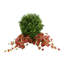 Outdoor Boxwood Topiary Drop-In with Ivy