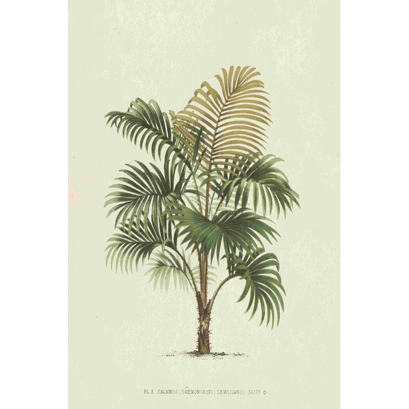 Les Palmiers IV, H 18 po x l 12 po