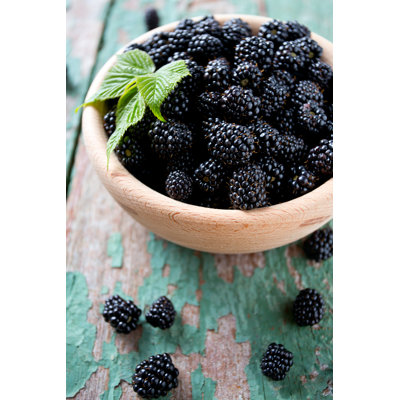 Blackberries 1 Piece Wrapped Canvas Wall Art