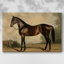 Animaux, paysage, série CXCVII-492769940