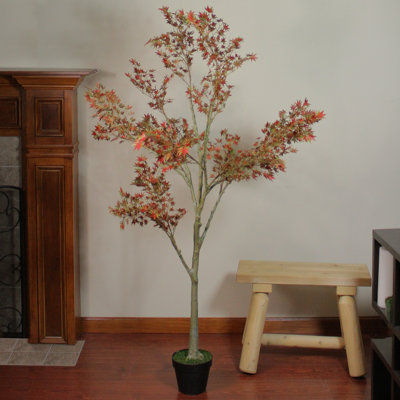 Arbre de grâce 5,5 po