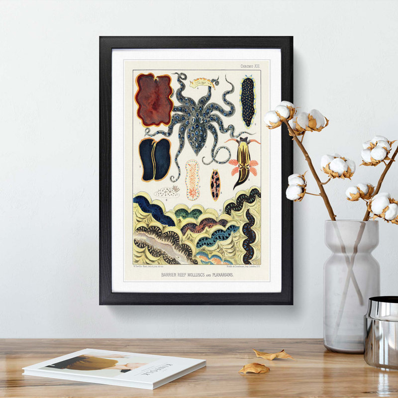 Great Barrier Reef Molluscs and Planarians by W. Saville-Kent - Picture Frame Painting Print, 65cm H x 48cm W x 2cm D