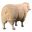 Statue ovine head up Merino Ewe Life Size