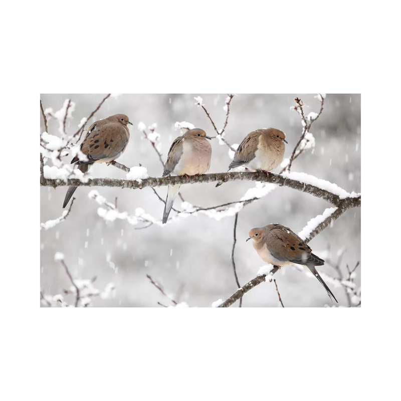 Mourning Dove Group In Winter, Nova Scotia, Canada I by Scott Leslie - Wrapped Canvas Print, 20.32 cm H x 30.48 cm W