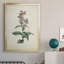 Toile encadrée de qualité supérieure Traditional Botanical II - prête à être accrochée-1499685930-1499685934