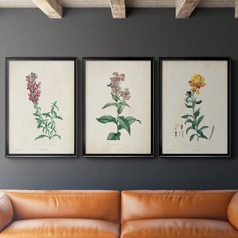 Toile encadrée de qualité supérieure Traditional Botanical I - prête à être accrochée, Noir