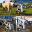 Machine à traire électrique portative de 25 L pour vaches, avec seau en acier inoxydable 304 et système de pulsation sous vide automatique.