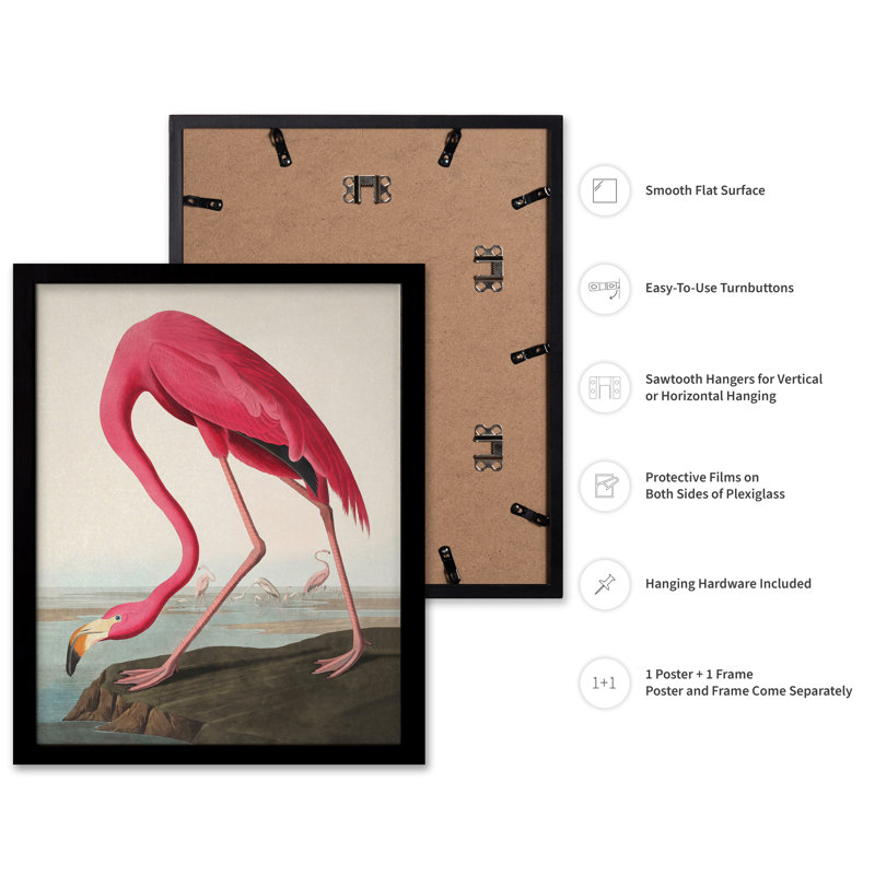 James Audubon - Flamant américain, Cadre noir, Affiche, H 08 po x l 10 po