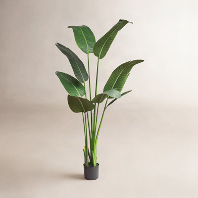 Banana Leaf Plant in Pot