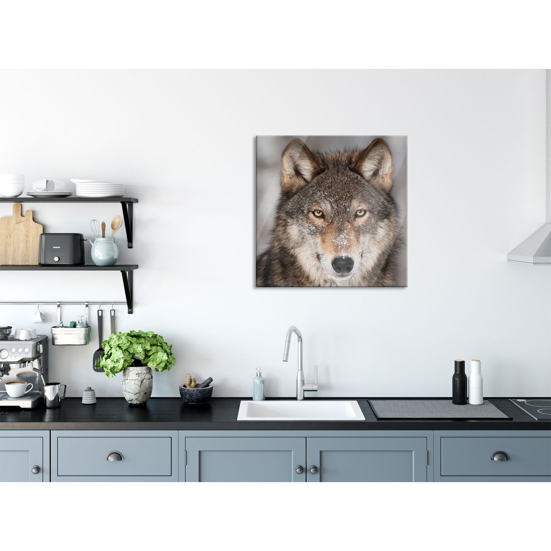 Glasbild Wachsamer Wolf