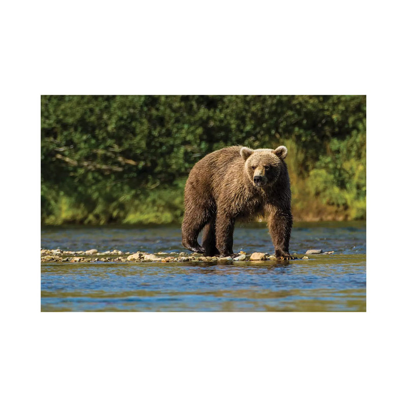 Grizzly Or Brown Bear (Ursus Arctos), Moraine Creek (River), Katmai NP And Reserve, Alaska by Michael DeFreitas - Wrapped Canvas Print