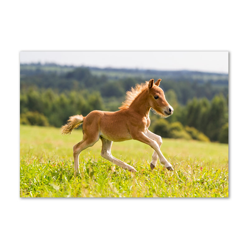 Foal In Gallop - Wrapped Canvas Print
