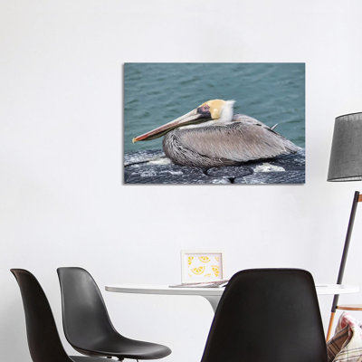 Brown Pelican, New Smyrna Beach, Florida, USA by Lisa S. Engelbrecht - Wrapped Canvas Gallery-Wrapped Canvas Giclée