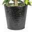 Ficus de 4 pieds dans un panier en métal noir