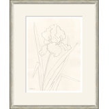 Bearded Iris Giclee Print by Susan Hable