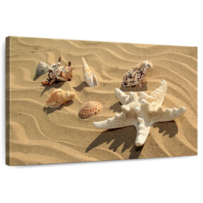 Gillard Sandy Seashells And Starfish